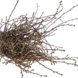 Kirsche Zweige pro bund  (+50 stiele) 90cm