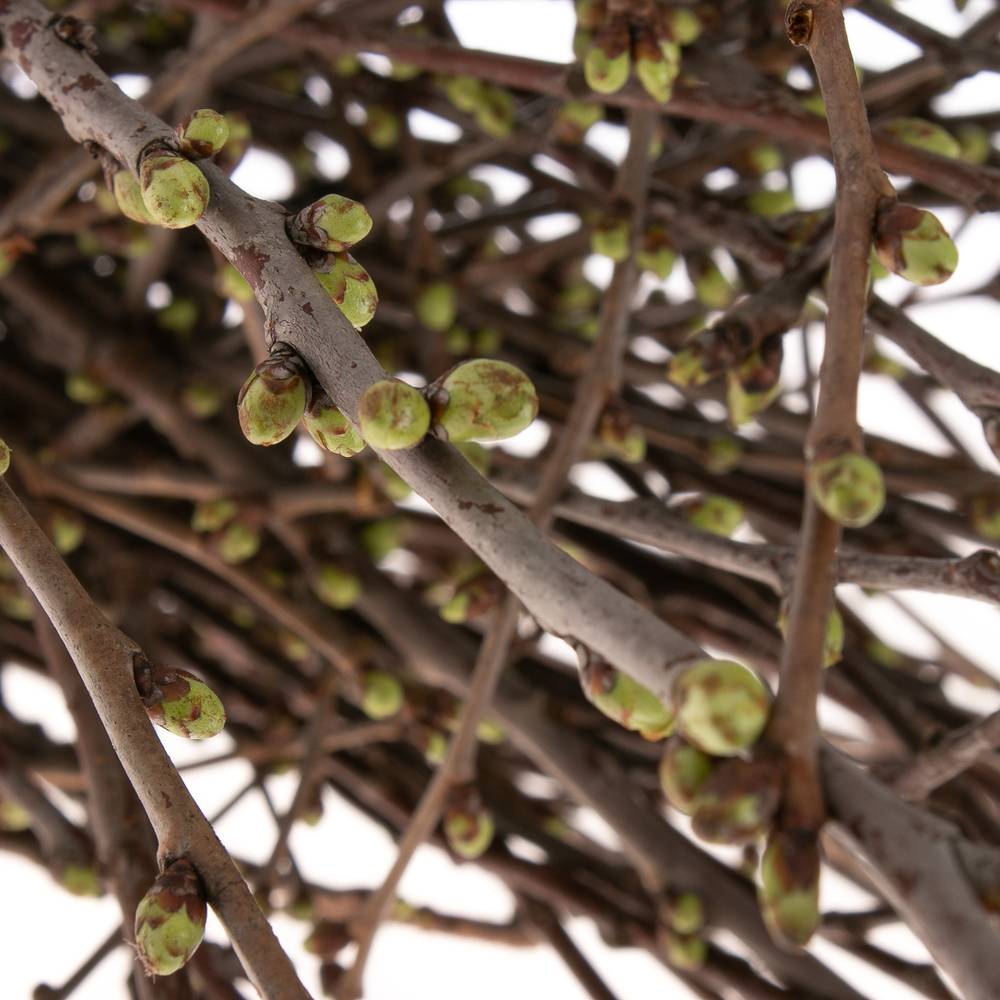 Kirsche Zweige pro bund  (+50 stiele) 90cm