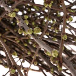 Kirsche Zweige pro bund  (+50 stiele) 90cm