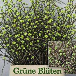 Kirsche Zweige hell grün (+50stiele) 90cm