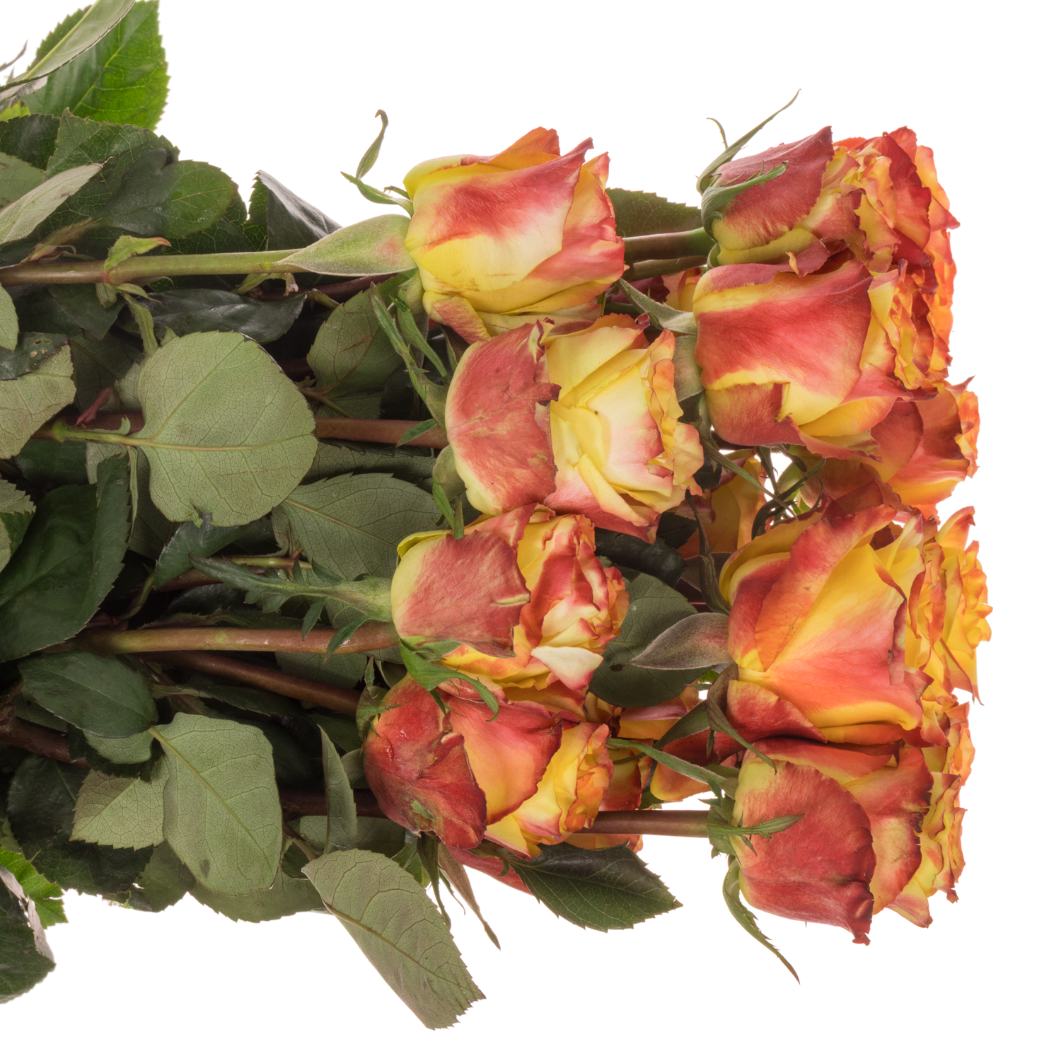 Rose gelb/rot High & Yellow Magic (Ec) 70cm