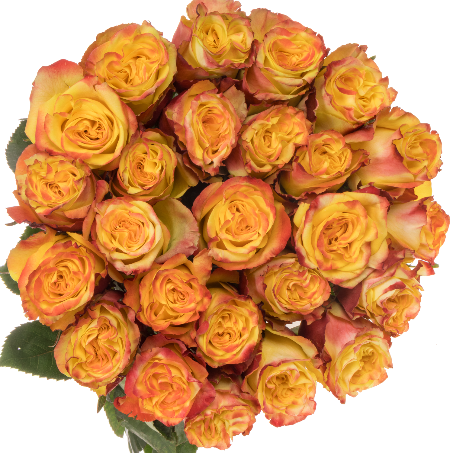 Rose gelb/rot High & Yellow Magic (Ec) 70cm