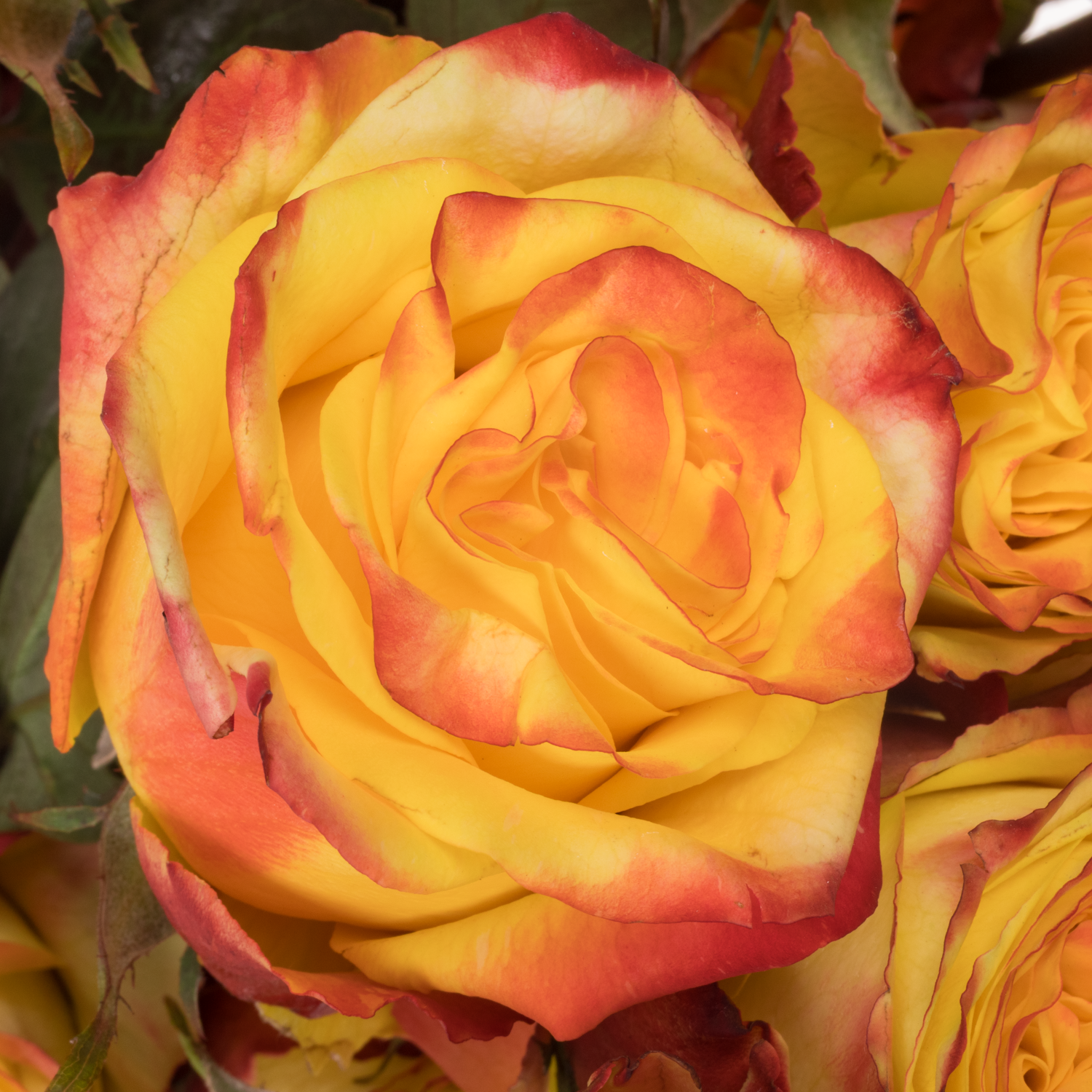 Rose gelb/rot High & Yellow Magic (Ec) 70cm