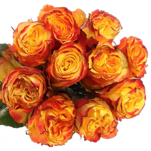 Rose gelb/rot Crimson Sky 70cm