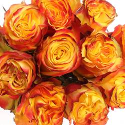 Rose gelb/rot Crimson Sky 70cm