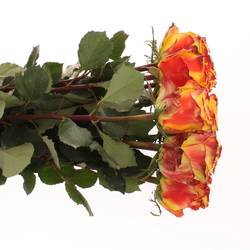 Rose gelb/rot Crimson Sky 70cm