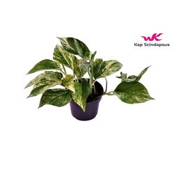 Scindapsus Marble Queen T12 H25
