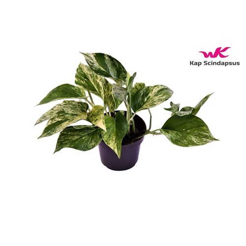 Scindapsus Marble Queen T12 H25
