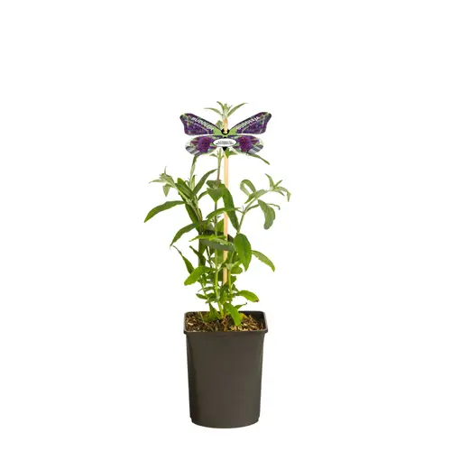 Buddleja Dav. dun lila Black Knight T11 H040