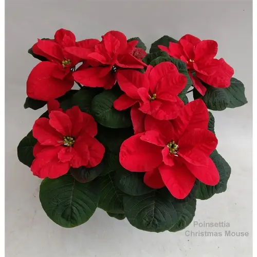Poins.rot Christmas Mouse T14 H35