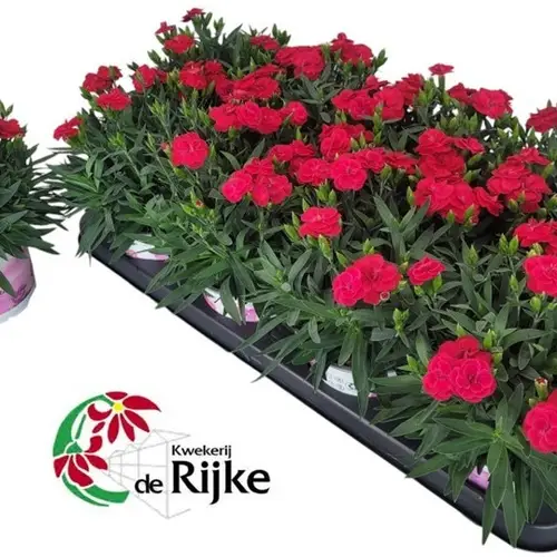 Dianthus rot Peman Merlot T12 H024