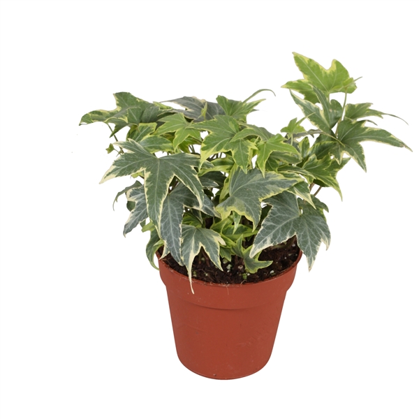 Efeu gelb Ripple T09 H25 (Efeu) | Heyl - Blumengrohandel /  Floristikgrohandel