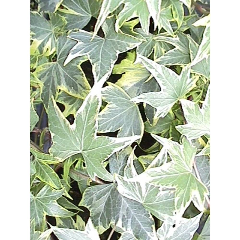 Efeu gelb Ripple T09 H25