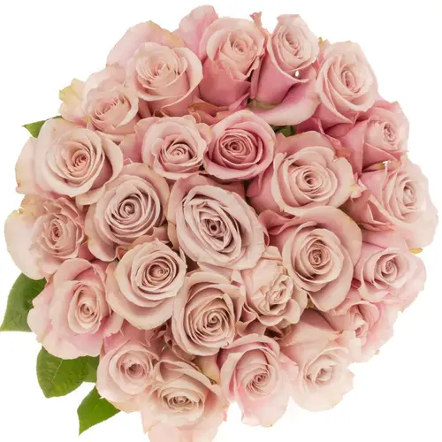 Rose rosa Secret Garden (Ec) 50cm