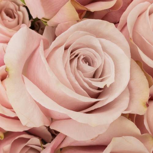 Rose rosa Secret Garden (Ec) 50cm