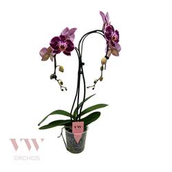 Phal.2-R lila Regensch. T12 H055