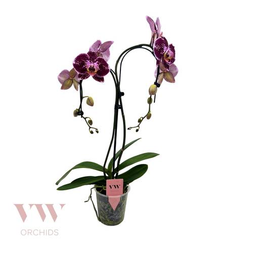 Phal.2-R lila Regensch. T12 H055