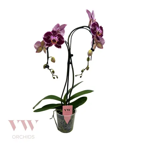 Phal.2-R lila Regensch. T12 H055