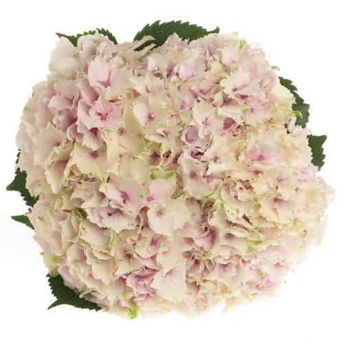 Hortensie hell rosa Emerald Bol 20cm 60cm