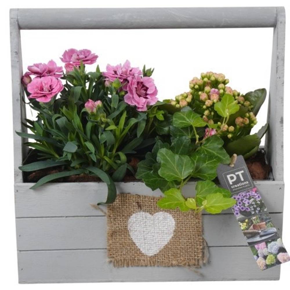 Garten.Arr PTPP6999 T25 H026