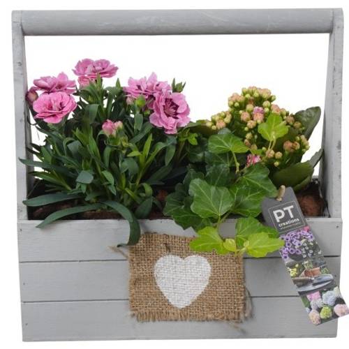 Garten.Arr PTPP6999 T25 H026