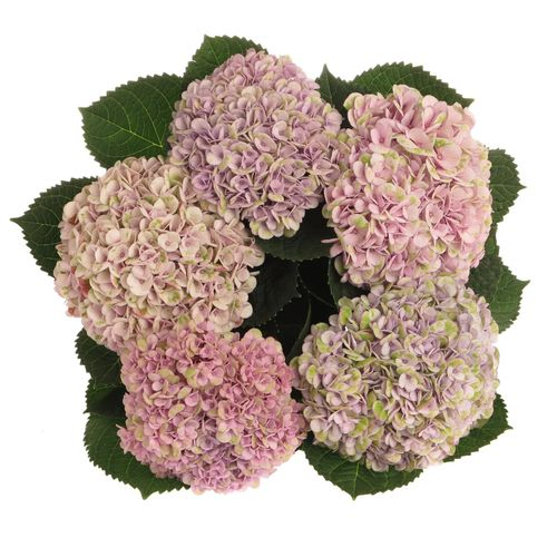 Hortensie hell rosa/grün Revolution Bol 12cm 60cm