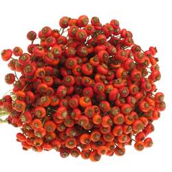 Hagebutte rot Sensation 70cm Ohne Dorn!
