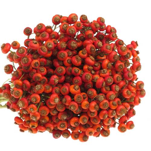 Hagebutte rot Sensation 70cm Ohne Dorn!