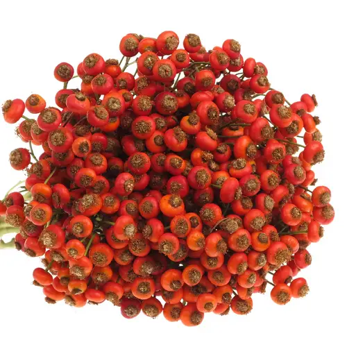 Hagebutte rot Sensation 70cm Ohne Dorn!