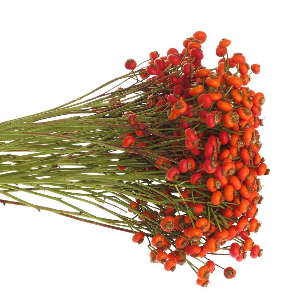 Hagebutte rot Sensation 70cm Ohne Dorn!