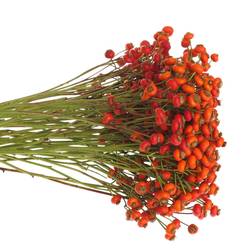 Hagebutte rot Sensation 70cm Ohne Dorn!
