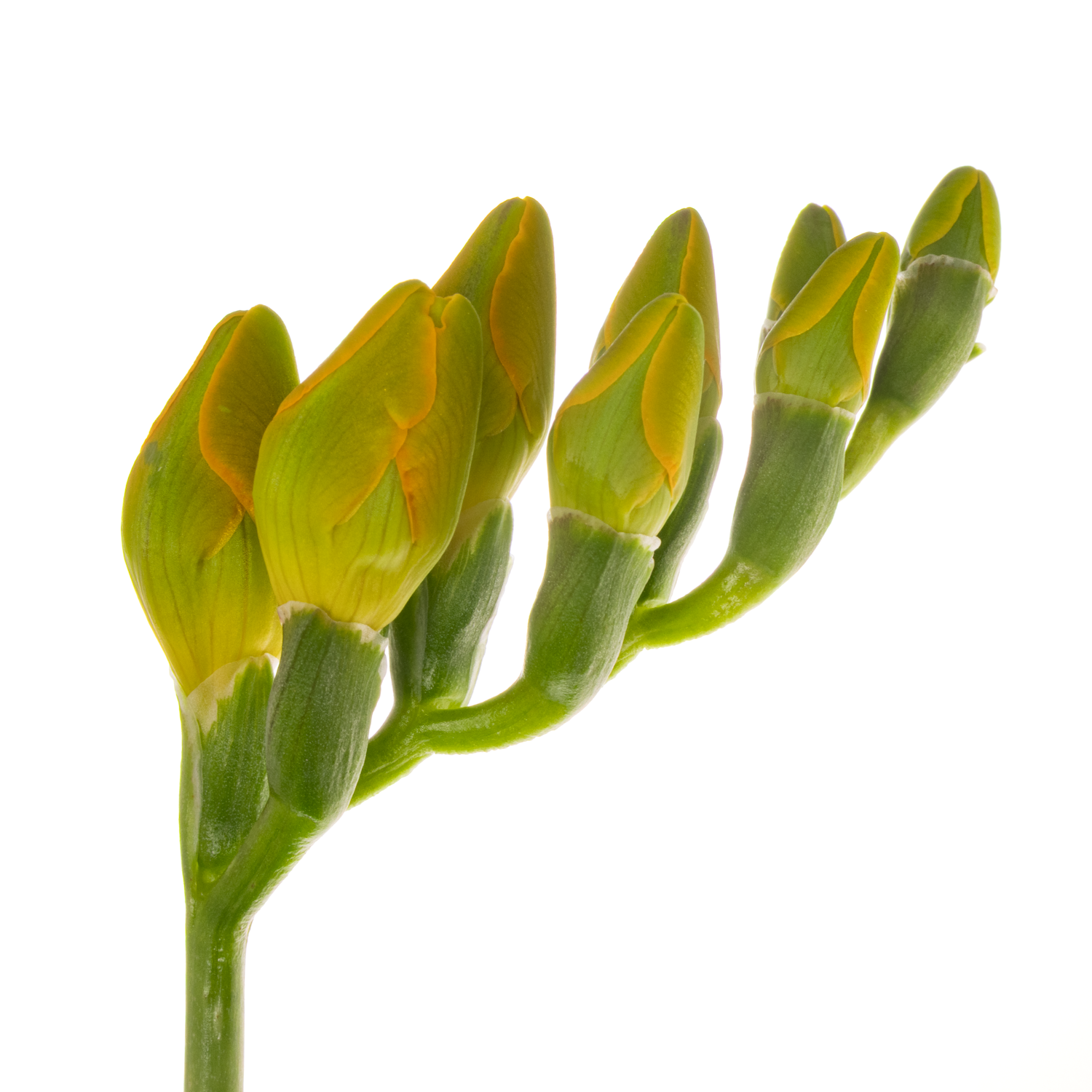 Freesie gelb Romantic 20 Gramm