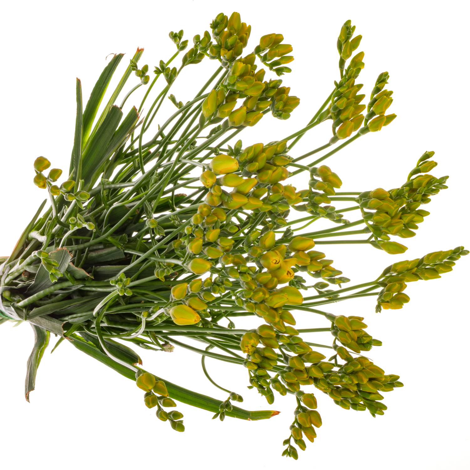 Freesie gelb Romantic 20 Gramm