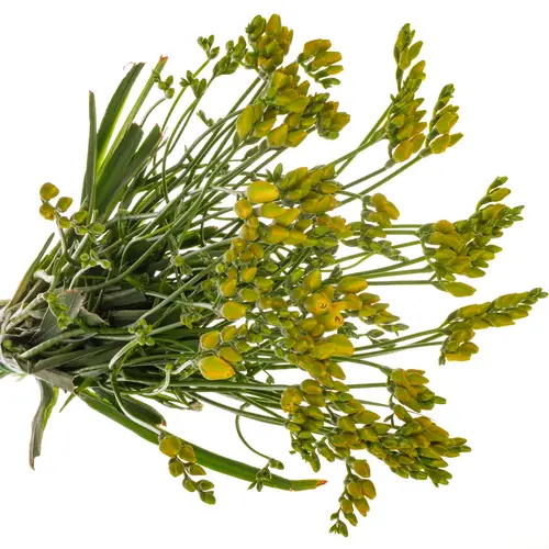 Freesie gelb Romantic 20 Gramm