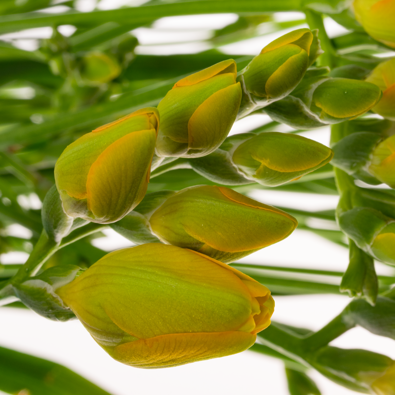 Freesie gelb Romantic 20 Gramm