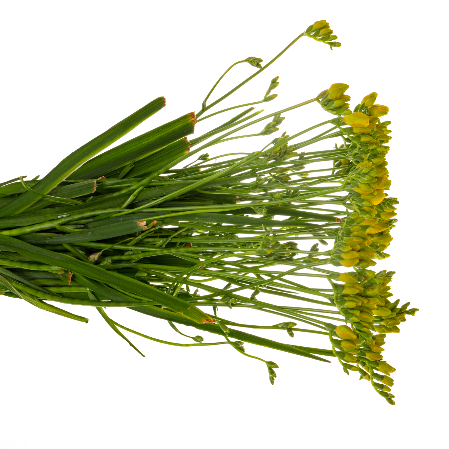 Freesie gelb Romantic 20 Gramm