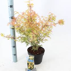 Acer Pal. Metamorphosa T19 H60