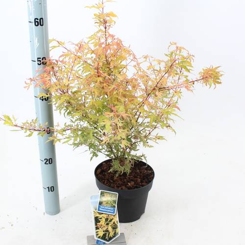Acer Pal. Metamorphosa T19 H60