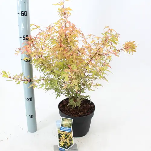 Acer Pal. Metamorphosa T19 H60