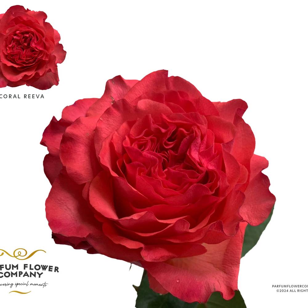 Rose rot Coral Reeva 50cm