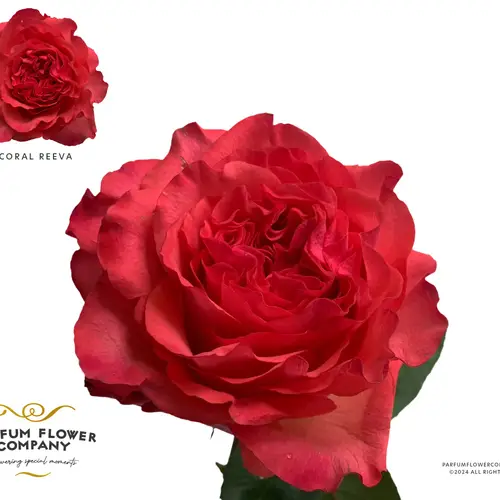 Rose rot Coral Reeva 50cm