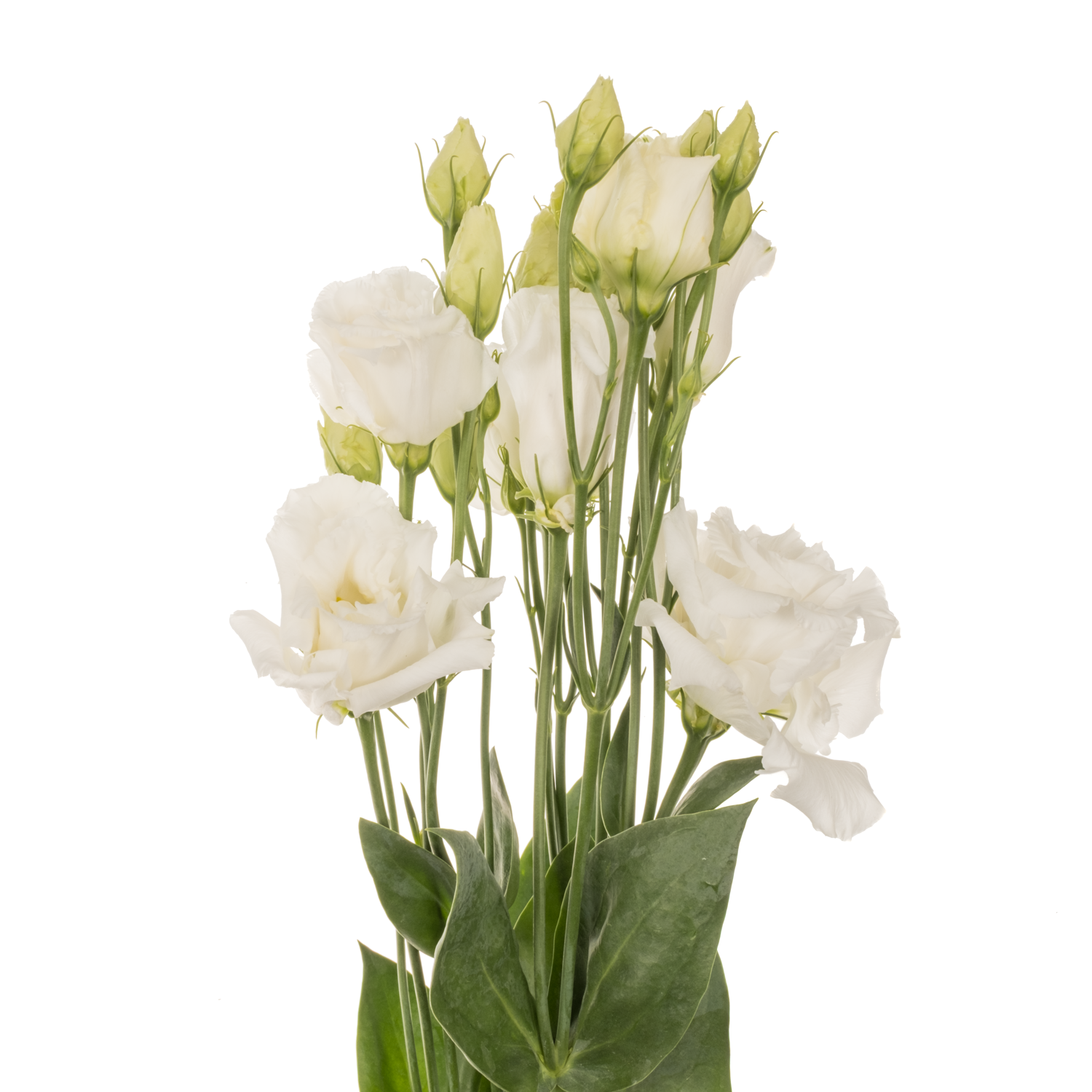 Lisianthus weiss Alissa Pure Sunrise 5+Blüte 70cm