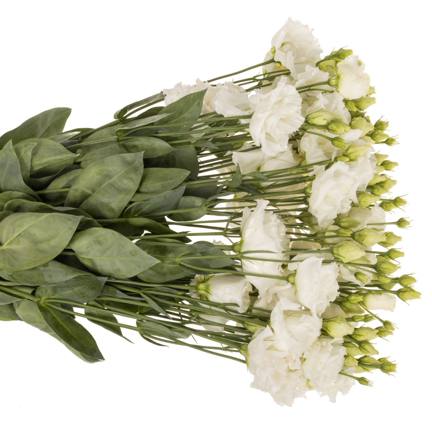 Lisianthus weiss Alissa Pure Sunrise