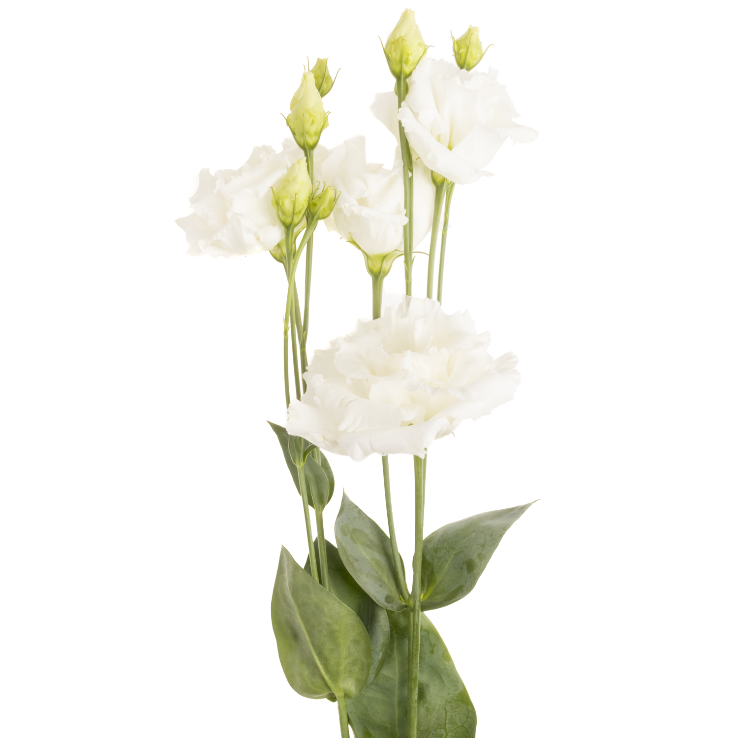 Lisianthus weiss Alissa Pure Sunrise