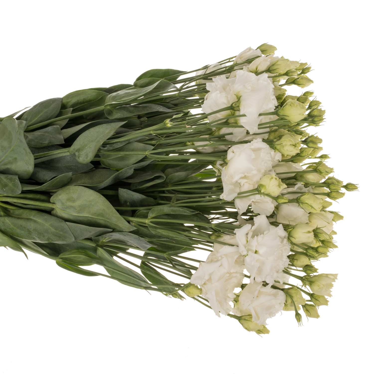 Lisianthus weiss Alissa Pure Sunrise 5+Blüte 70cm