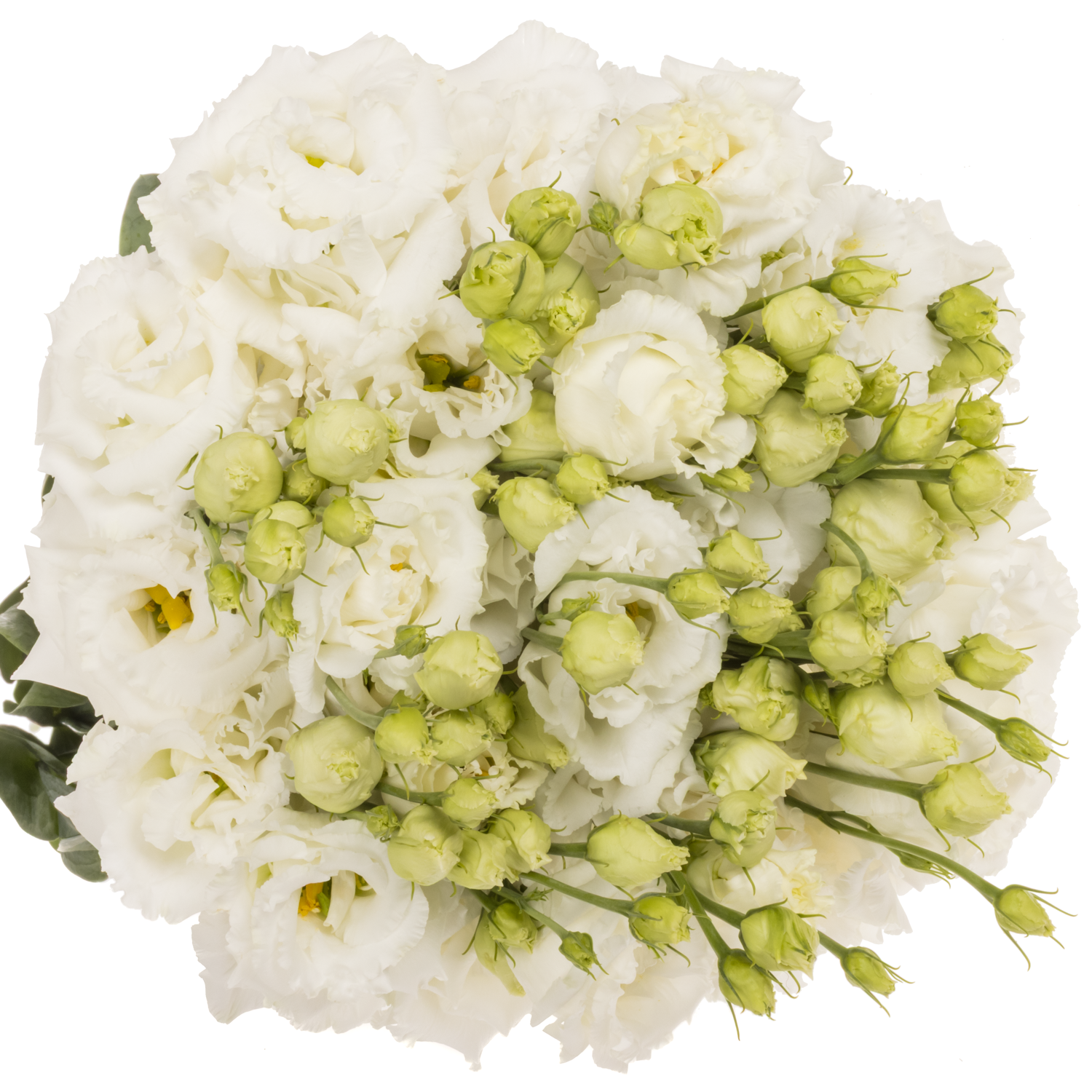 Lisianthus weiss Alissa Pure Sunrise