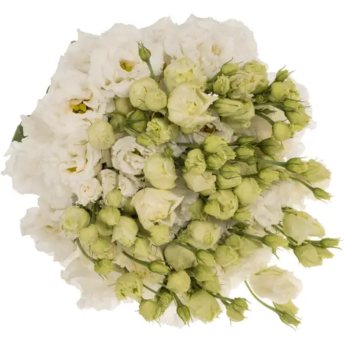 Lisianthus weiss Alissa Pure Sunrise 5+Blüte 70cm