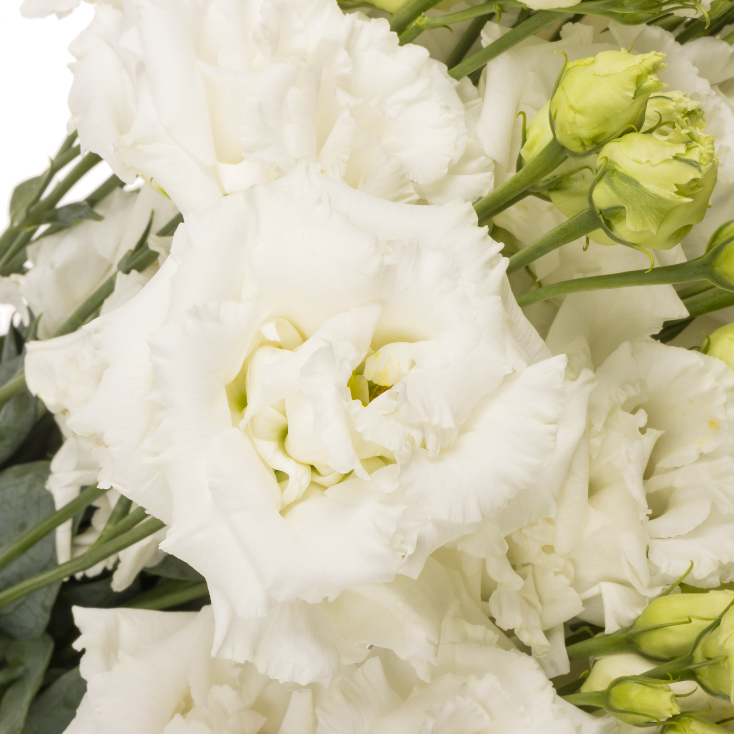 Lisianthus weiss Alissa Pure Sunrise
