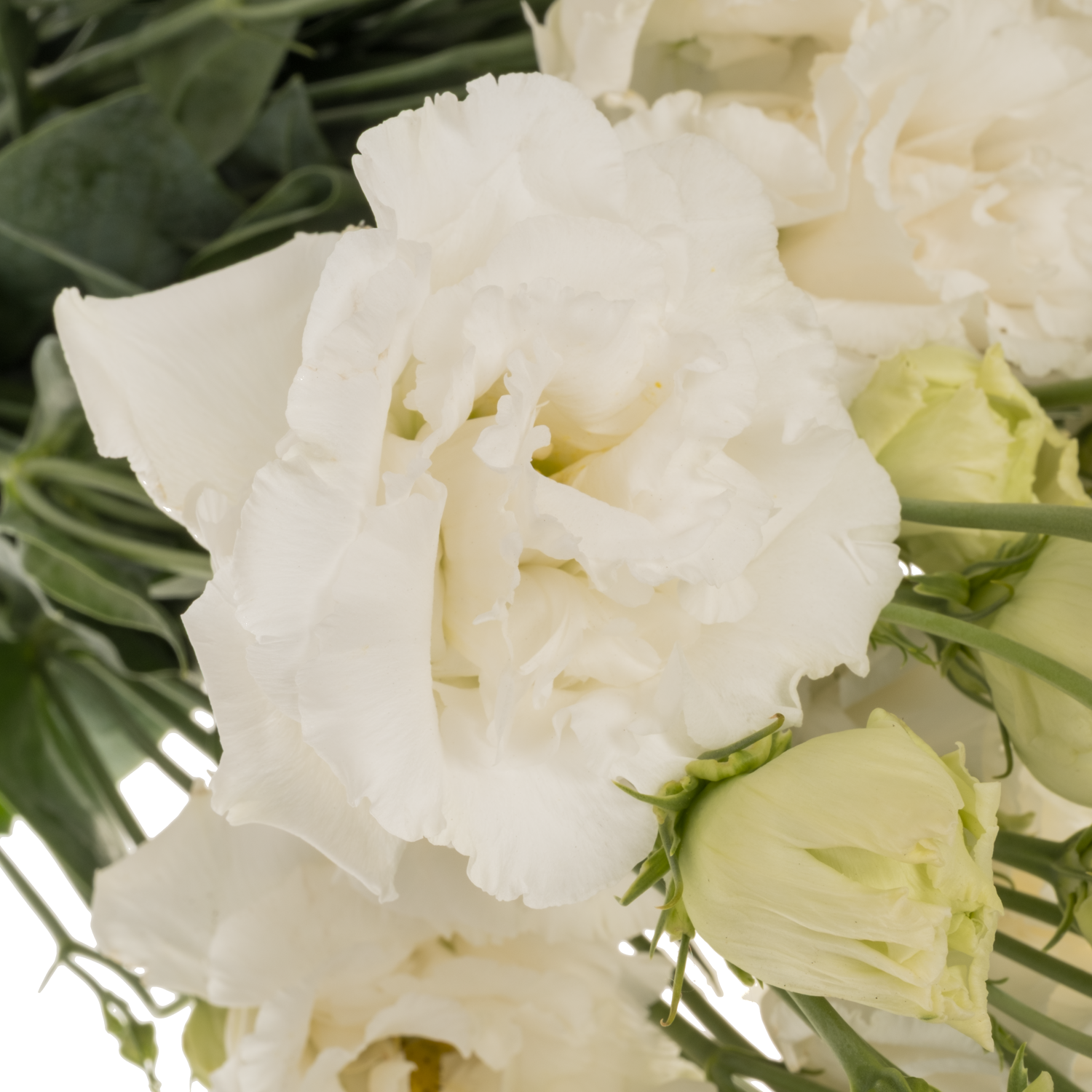Lisianthus weiss Alissa Pure Sunrise 5+Blüte 70cm