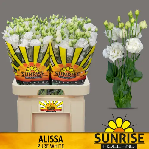 Lisianthus weiss Alissa Pure Sunrise